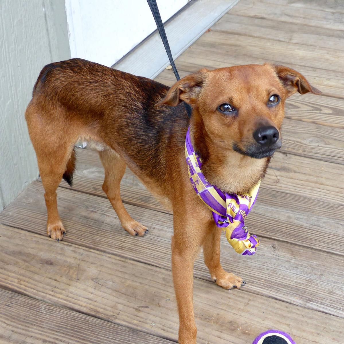 Mid Size Dogs For Adoption Mid Size Dogs For Adoption