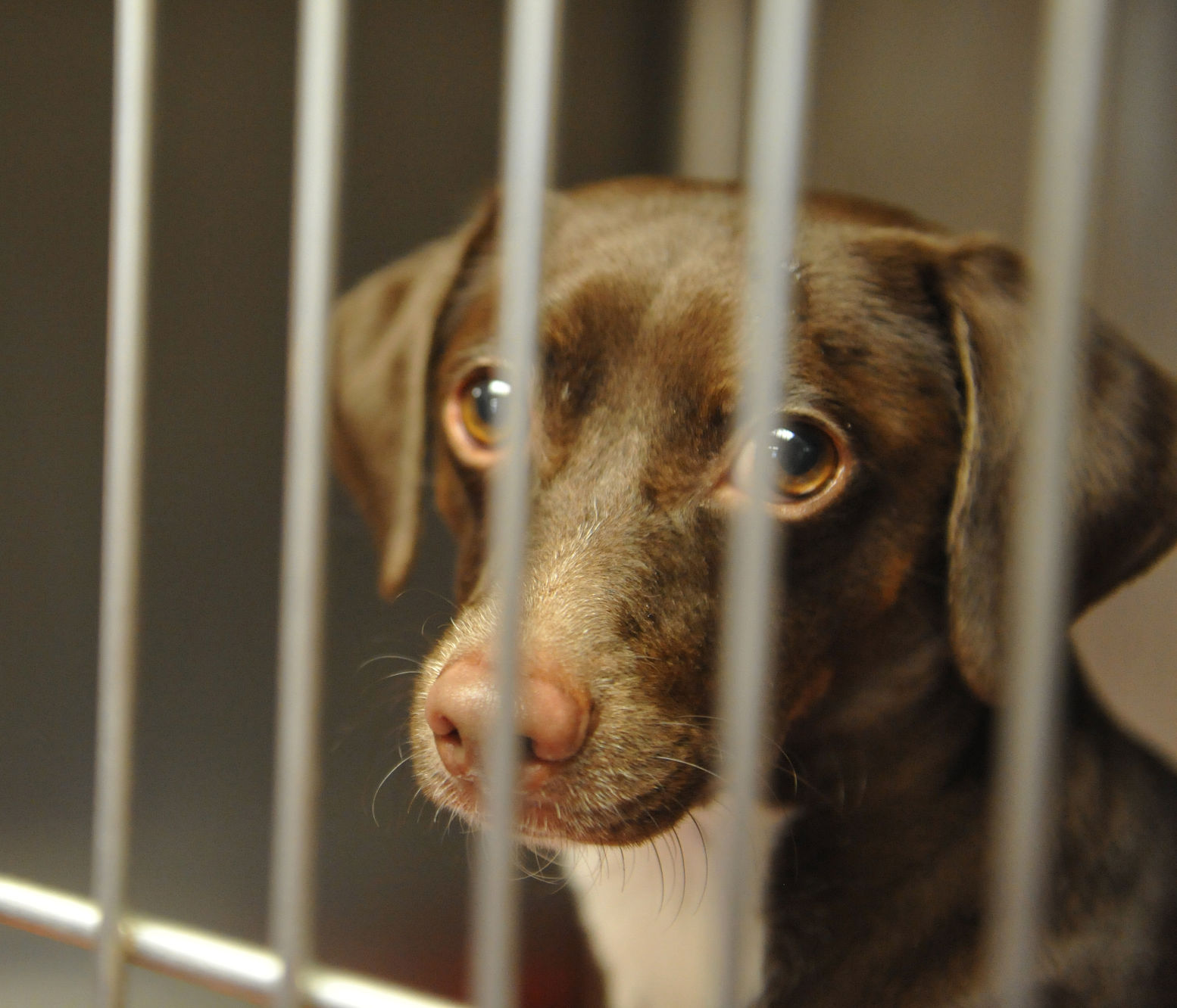 Lafayette Animal Shelter Working To Reduce Euthanasia | News ...