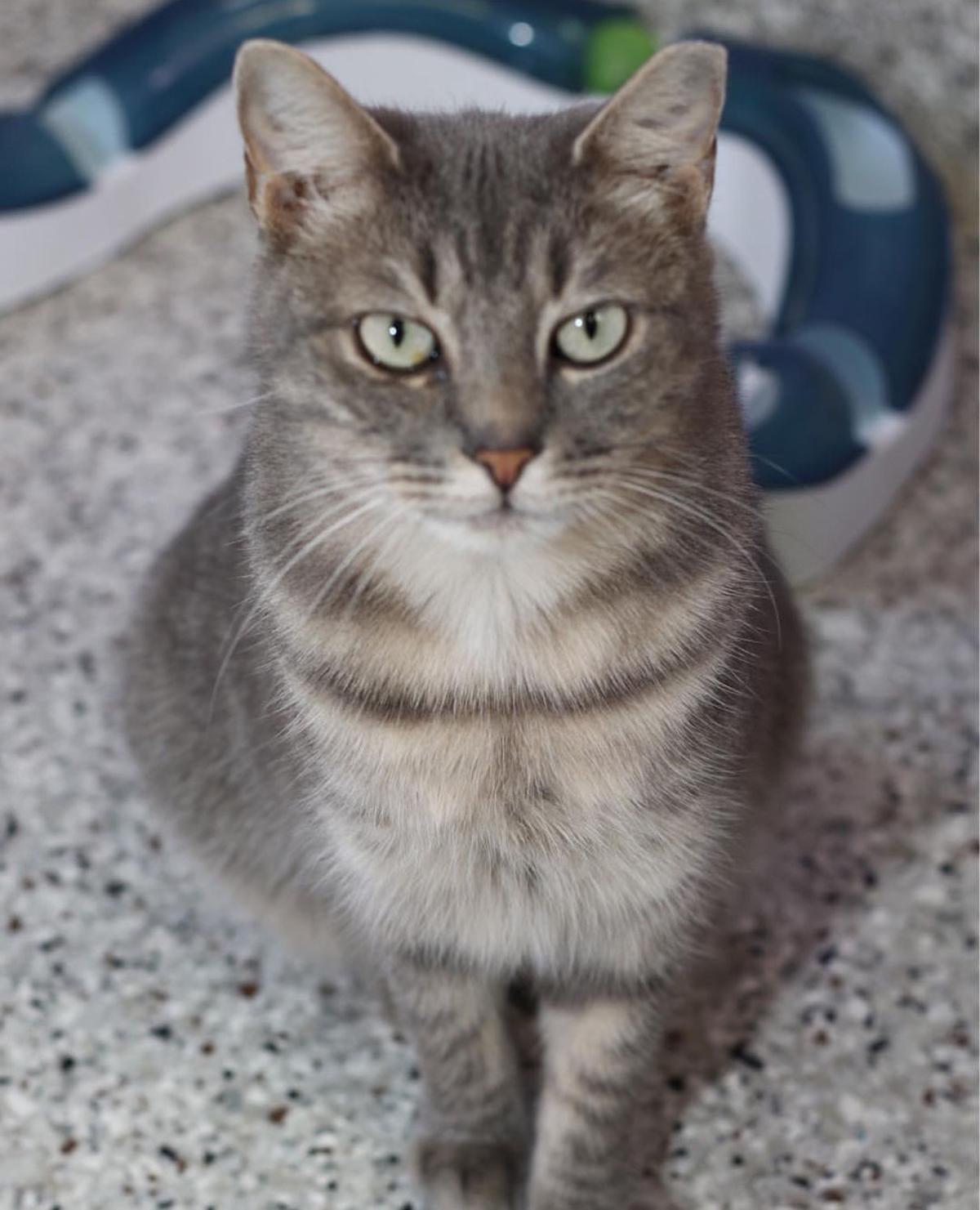 baton adoption baton cats available for adoption on nov 3 2016 mid city theadvocate baton adoption baton cats available for adoption on nov 3 2016 mid city theadvocate