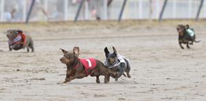 Photos: See scenes from Wiener Dog Races 2025 in Bossier City