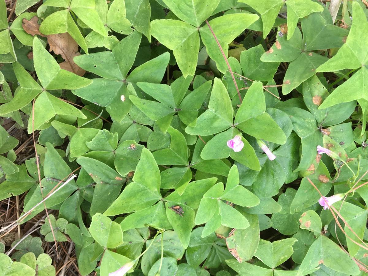 Weedy ground cover oxalis thrives in warm early spring Home/Garden