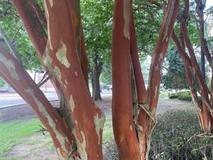 Smooth trunks add to crape myrtles' beauty after the bark peels. Dan Gill says it's natural.