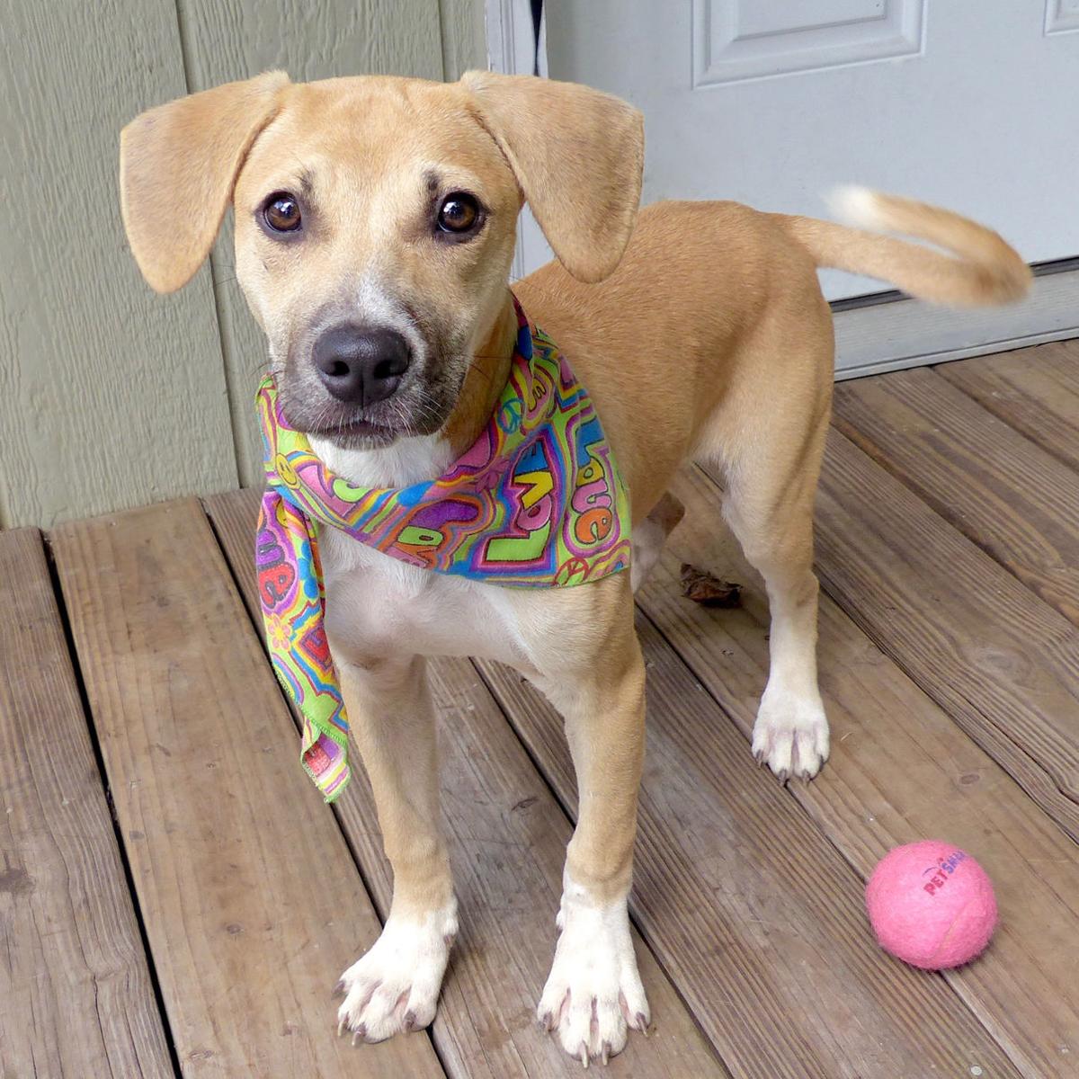 puppies for adoption baton baton dogs available for adoption on nov 3 2016 mid city theadvocate puppies for adoption baton baton dogs available for adoption on nov 3 2016 mid city theadvocate