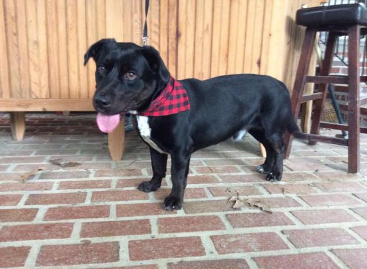 puppies for adoption baton baton dogs available for adoption on march 23 2017 mid city theadvocate puppies for adoption baton baton dogs available for adoption on march 23 2017 mid city theadvocate