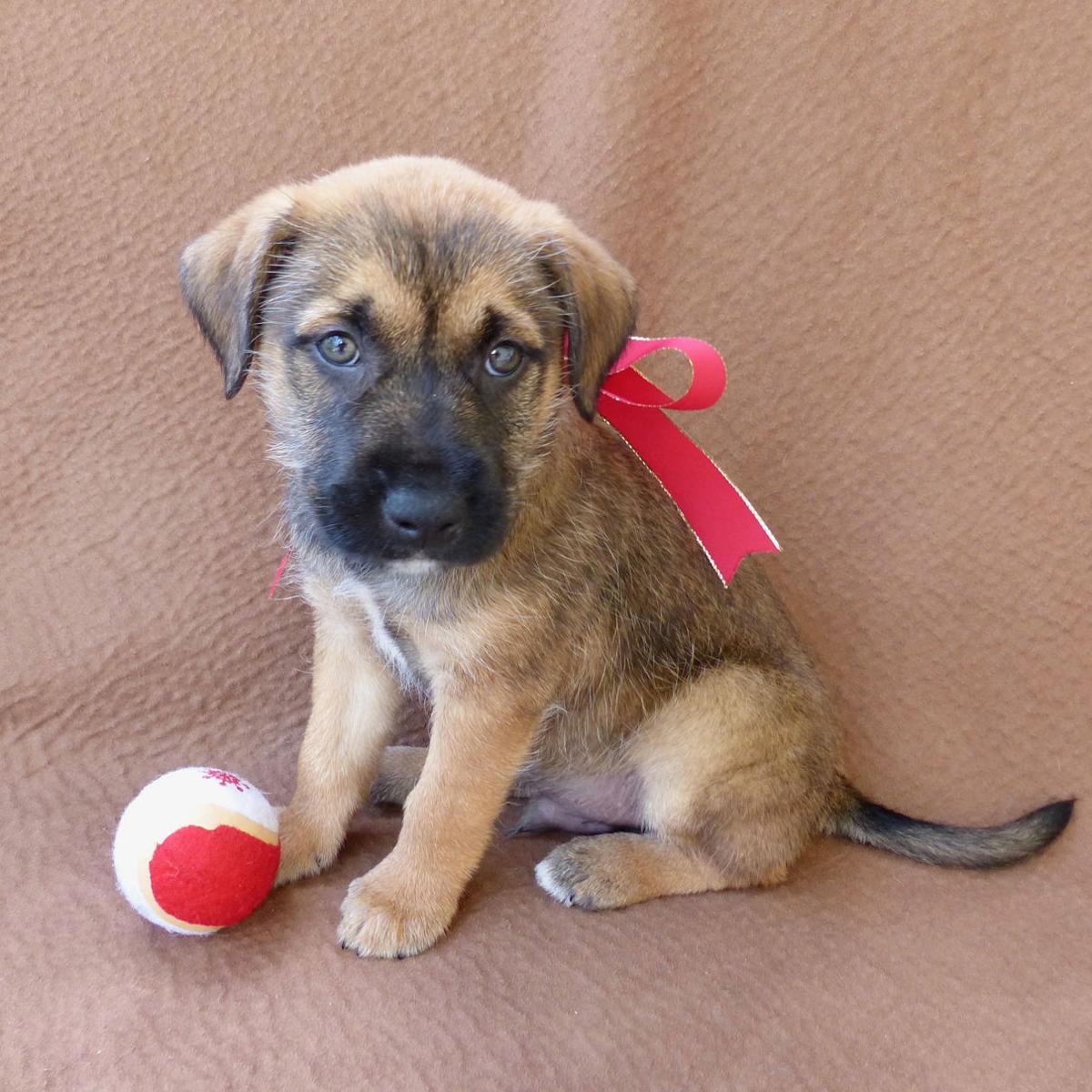 puppies for adoption baton baton dogs available for adoption on jan 5 2017 mid city theadvocate puppies for adoption baton baton dogs available for adoption on jan 5 2017 mid city theadvocate