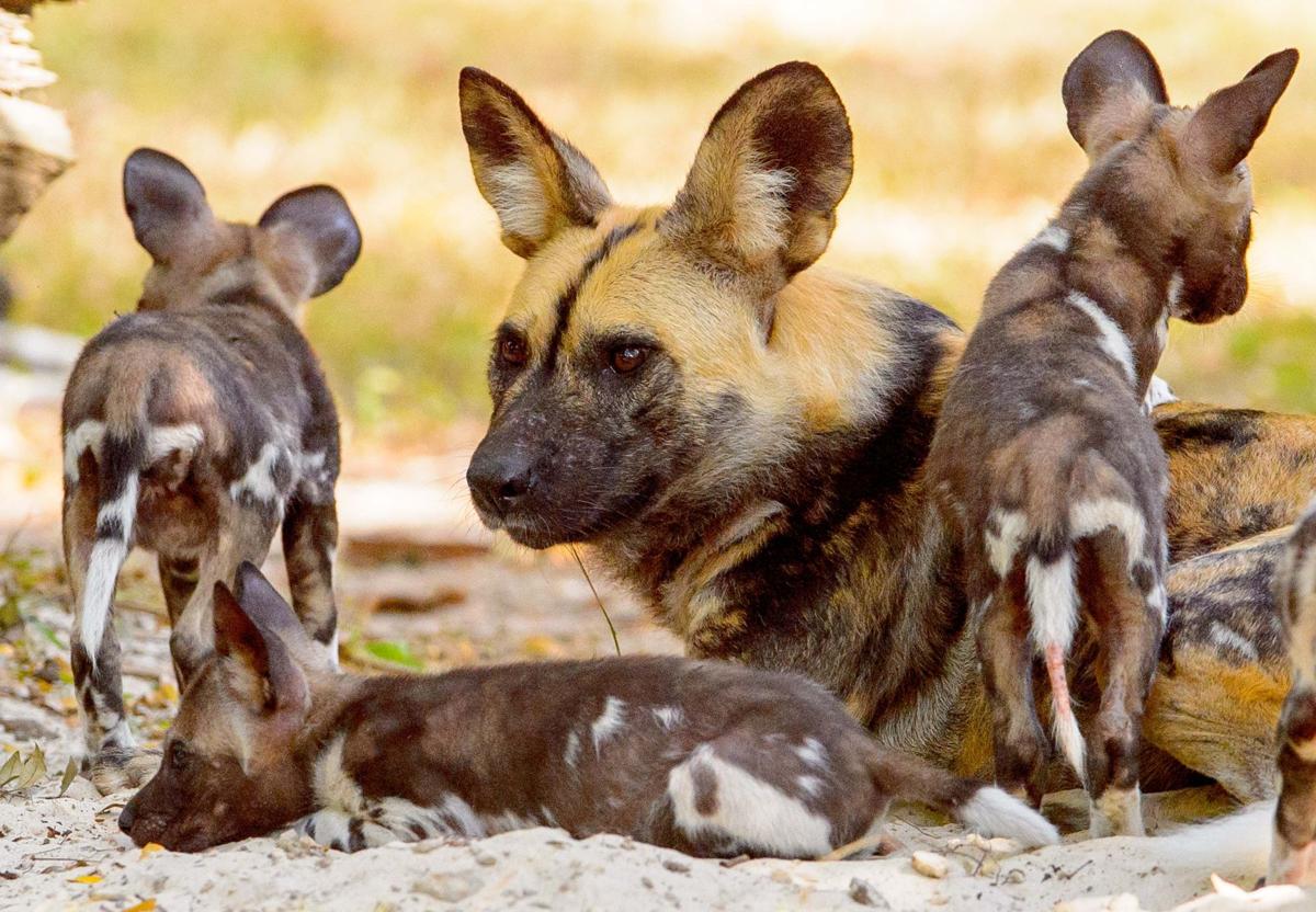African Dog Breed Crossword African Dog Breed Crossword