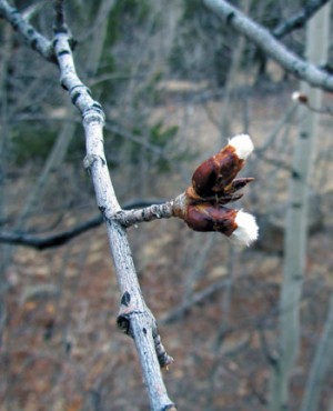 Sign of Spring