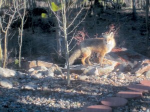 Fox visiting