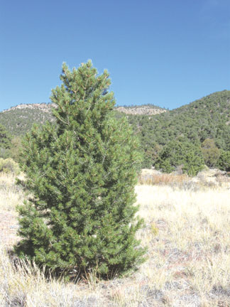 conditions are ripe for tree harvest themountainmail com conditions are ripe for tree harvest themountainmail com