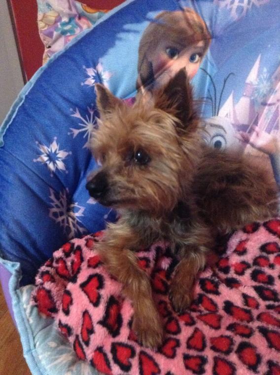 black and grey yorkie found pet grey and black yorkie near elks lodge southern pines the pilot newspaper black and grey yorkie found pet grey and black yorkie near elks lodge southern pines the pilot newspaper