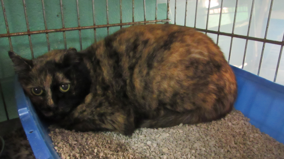 Found Cat, Tortoiseshell Cat in Aberdeen UPDATE TNR Pets