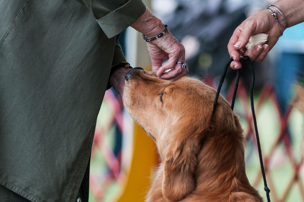 Moore County Kennel Club Dog Show Moore County Kennel Club Dog Show