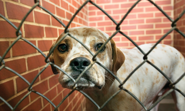 animal shelters in brentwood ca 94513 animal shelters in brentwood ca 94513