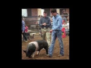 2014 4-H & FFA Expo