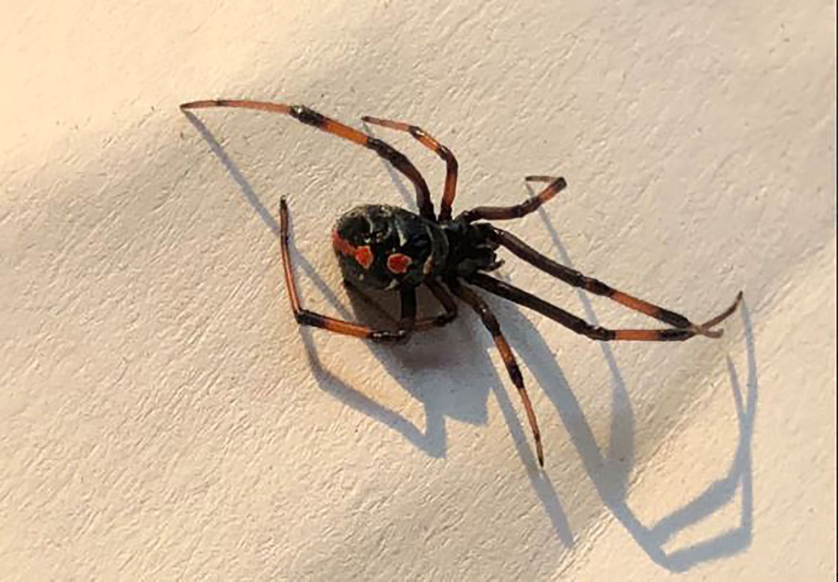 Чёрная вдова паук самец и самка