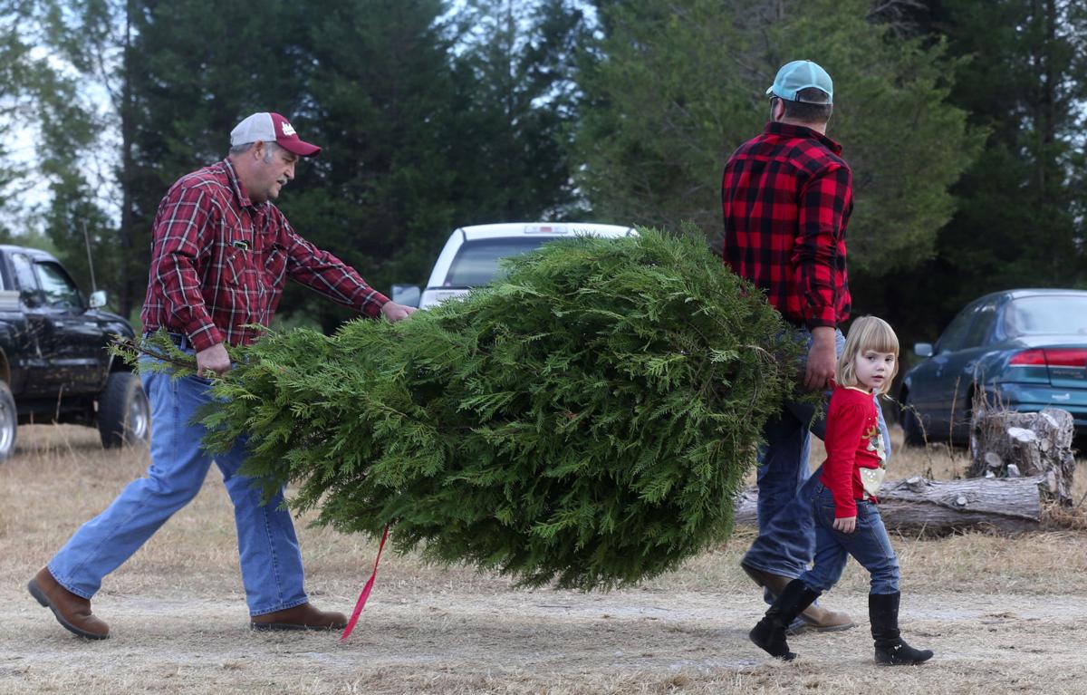 families find fun and christmas trees local news families find fun and christmas trees local news