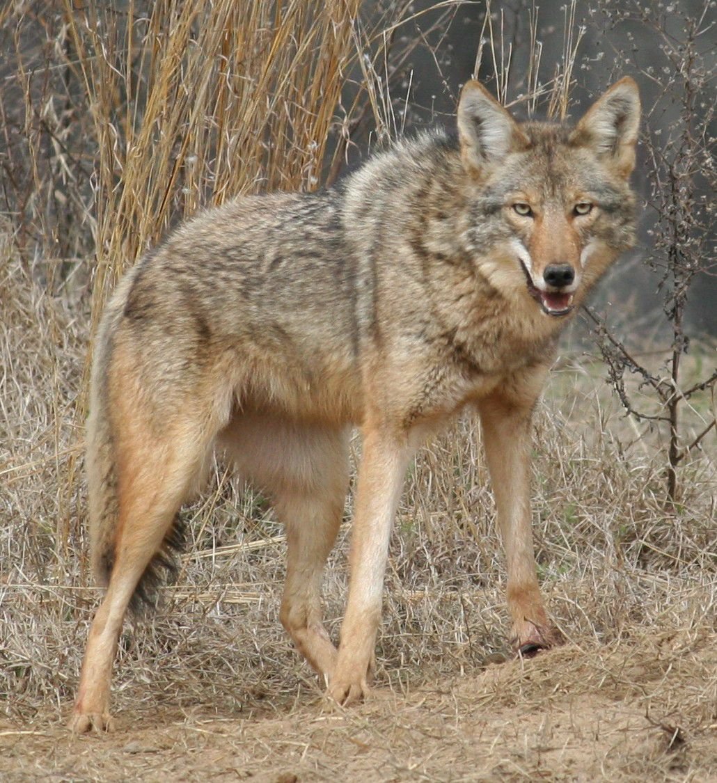 georgia-dnr-launches-coyote-killing-competition-local-news