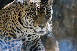 Jaguar dies at Tulsa Zoo due to age-related health issues