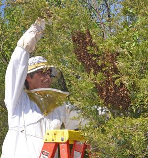 Social media in Tulsa abuzz with swarming bees