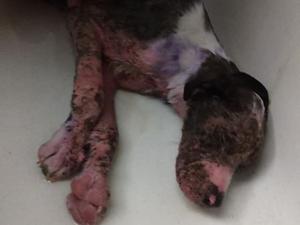 Puppy with severe chemical burns dies at Bixby animal clinic