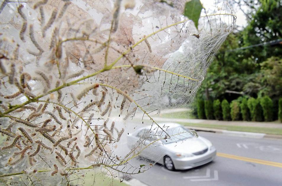 Fall Web Worms Infestation Perhaps Worst Ever Tulsa World Metro And Region