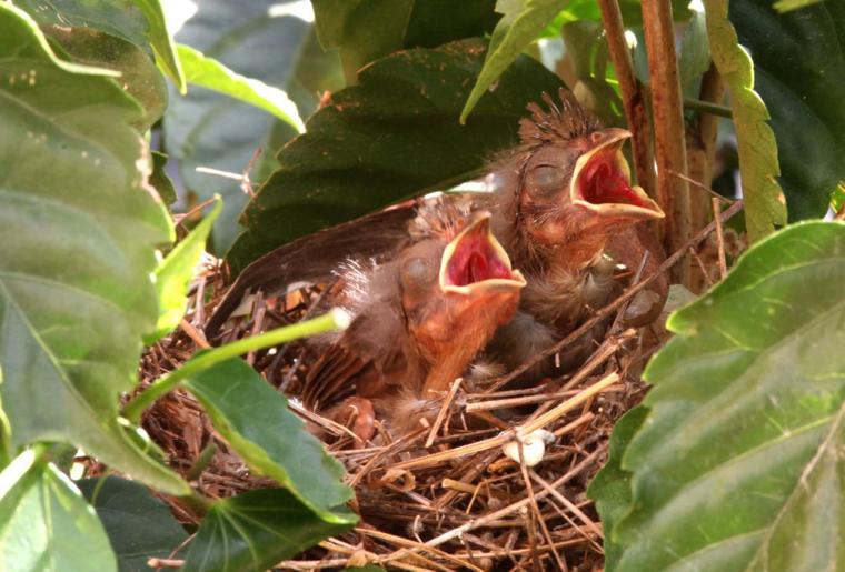 photo gallery northern cardinal chicks leave the nest photo gallery northern cardinal chicks leave the nest