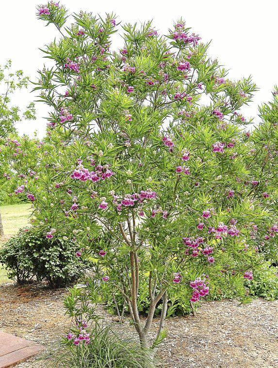 Master Gardeners Oklahoma Proven offers plant suggestions for 2014