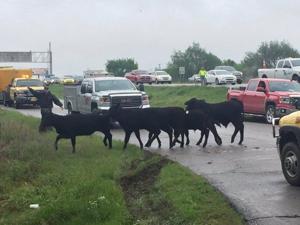 UPDATE: About 100 cattle trapped, loose after semi overturns on I-44