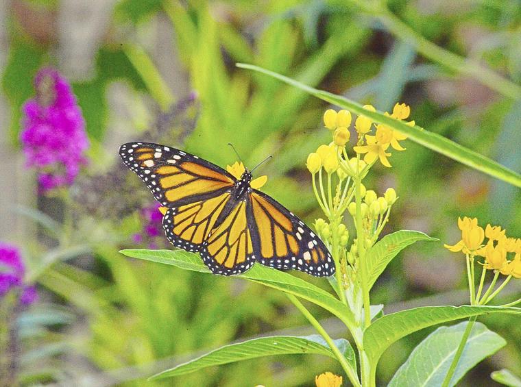 Master Gardener Monarch butterflies depend on milkweed plants Tulsa