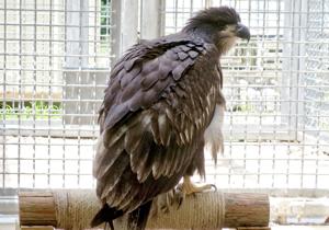 Adolescent bald eagle found downtown taken to Tulsa Zoo for evaluation, treatment