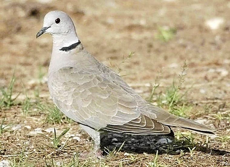 Variety of dove species expand presence in Oklahoma Outdoors Hunting