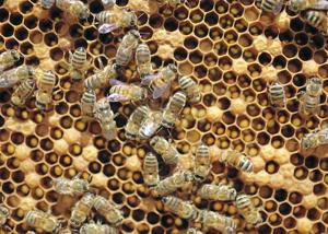 Scientists confirm humans caused spread of virus that's killing honeybees