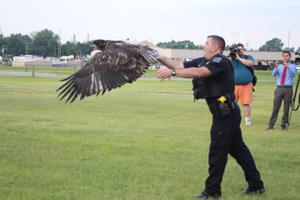 Photo: Rehabilitated eagle released Sunday near Arkansas River