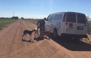 About 40 greyhounds seized from residence in Comanche County