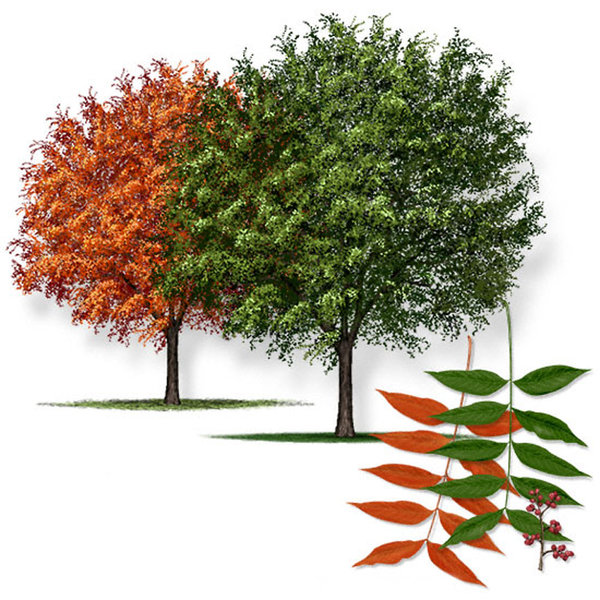 Choosing the best trees for Oklahoma Tulsa World Archives