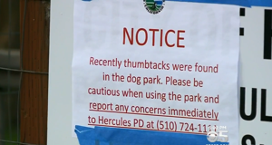 Thumb tacks found strewn throughout California dog park