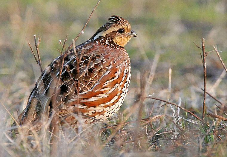Outdoors State's preseason quail reports show population rise Tulsa