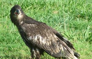 Adolescent bald eagle found injured downtown to be set free Sunday