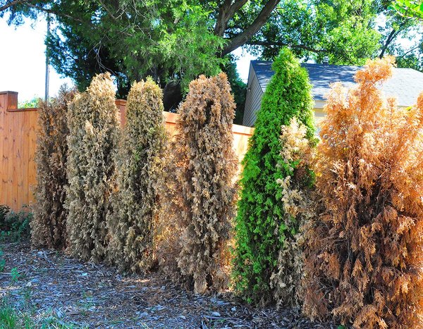Brown arborvitae causes are many Tulsa World Garden Advice