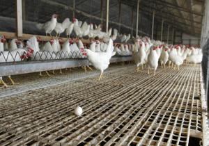 Battle over 'Right to Farm' heats up