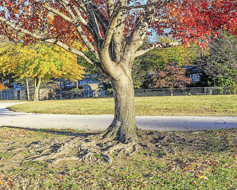 maple tree roots surface master gardener don t cut back if your tree s roots are showing tulsa world garden advice maple tree roots surface master gardener don t cut back if your tree s roots are showing tulsa world garden advice