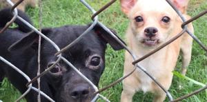 Tulsa Humane Society seeks homes for dozens of Chihuahuas rescued from hoarding house