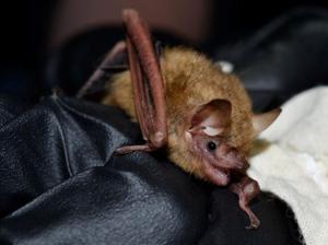 White-nosed syndrome found in Oklahoma bats for the first time