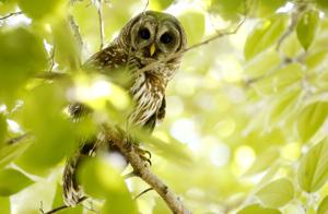 John Klein: Welcome to Owlbert and Sofie's neighborhood