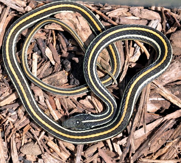 The World Around You Western ribbon snake Sportsextralatest