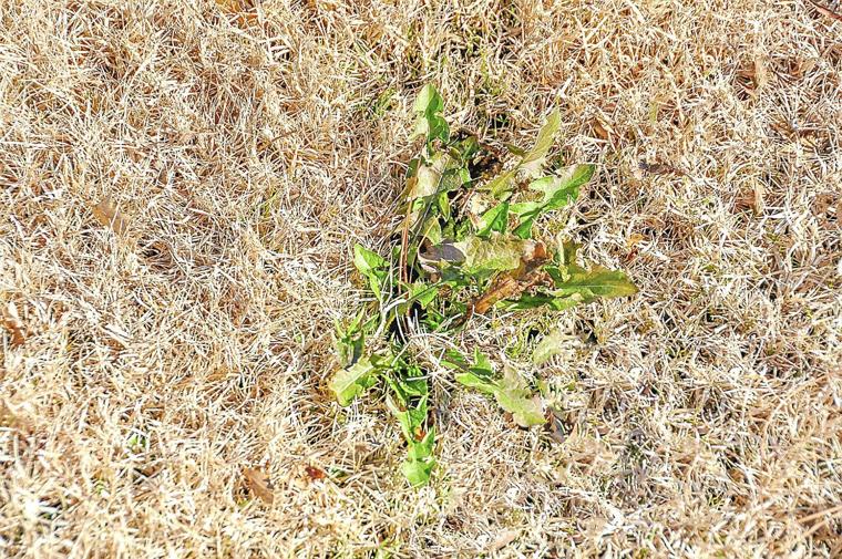 Master Gardener Identifying weeds, how to treat them Tulsa World