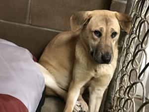 Humane society rescues dogs from Korean meat farm