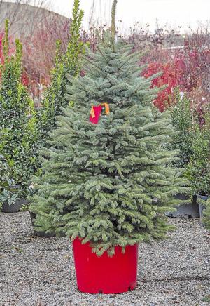 master gardener picking out the best christmas tree master gardener picking out the best christmas tree
