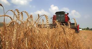 Wheat harvest beginning in Oklahoma, best crop in years seen
