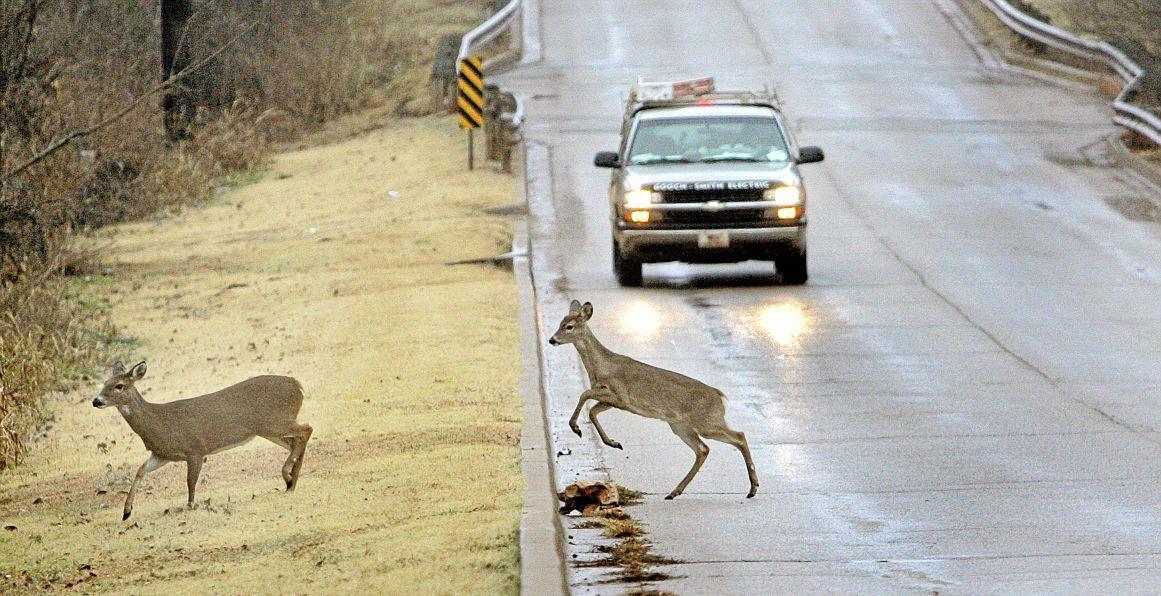 Danger On Roads Increases With Deer Mating Season In